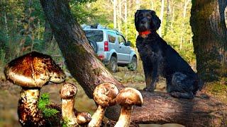 MATSUTAKEE Mushrooms, Cones and Berries, Fishing. Gifts of the Primorsky Ussuri Taiga.