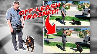 Rottweiler Puppy Off-Leash Trained!