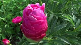 Пион Харизматик / Peony Charismatic - Сад на Волхове
