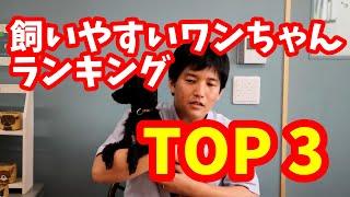 【ワンダフルパートナー】飼いやすいワンちゃんランキングTOP3