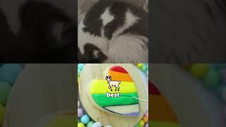 Why I Worry About My Cat Every Day 