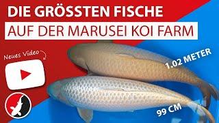 Die grössten Fische auf der Marusei Koi Farm - 1.02 Meter Mukashi Ogon & 99cm Chagoi!