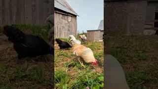 We Need another Chicken War!! #chickens #homestead #funny