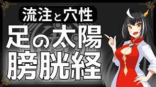 【経絡経穴】７分で分かる足の太陽膀胱経の流注と穴性【東洋医学】