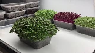 Harvesting and storing microgreens