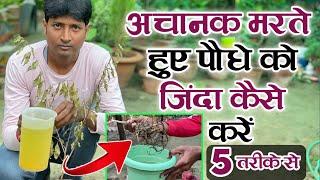 अचानक मरते हुए पौधे को जिंदा कैसे करें इन 5 तरीकों से | Dead Plant Come Back To Life