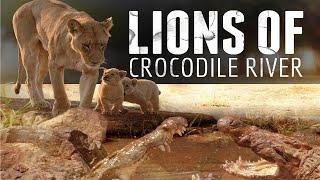 Lion Documentary - Lions Of Crocodile River | Wild Planet HD