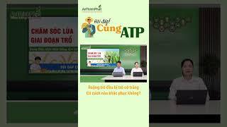Cách Khắc Phục Lúa Bị Trổ Cờ Trắng | An Thịnh Phát