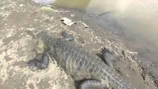 Rio Tarcoles, Costa Rica Crocodile Bridge by Drone!