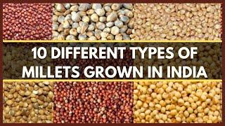 10 DIFFERENT TYPES OF MILLETS GROWN IN INDIA | MILLET VARIETIES