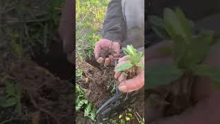 ТАКОЕ НАХОДЯТ ОДИН РАЗ  #поискмонет #metaldetecting #клад #находки #металлоискатель #коп #история