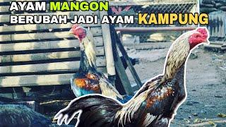 AYAM MANGON BERUBAH JADI AYAM KAMPUNG AKIBAT DI LIARKAN