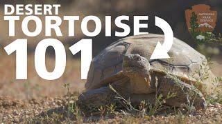 Desert Tortoise 101 - Everything You Need To Know