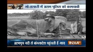 Cow smuggling through Brahmaputra river busted in Assam, 4 smugglers arrested