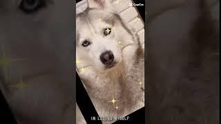 хаски Бандит ️️️️️