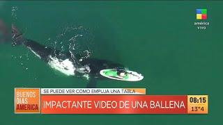 Impactante video viral de una ballena en Puerto Madryn ️