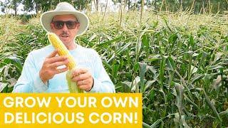 Grow Your Own Sweet Corn at Home! | EASY TIPS