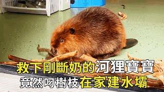 The little sister kindly saved the baby beaver who was not weaned. When she grew up  she built a da