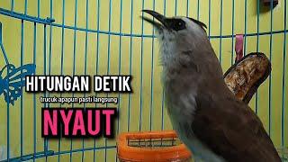 trucukan gacor ROPEL PANJANG pancingan trucukan agar bunyi JADIKAN burung trucuk gacor EMOSI