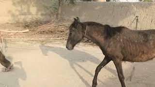 amazing horse video