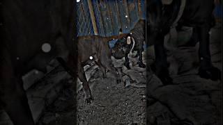 #farim #pferd #bauernhof #cowboy  #trendingshorts