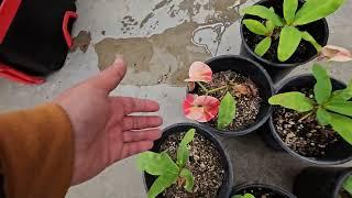 5 plantas Mas a la Riffa GOOD Morning America #coronasdecristo #crownofthorns #euphorbia #plantas