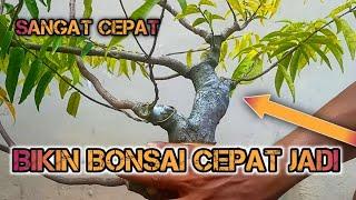 AWAS KETAGIHAN  PROGRAM BONSAI CEPAT JADI PADA ANTING PUTRI WRIGHTIA RELIGIOSA