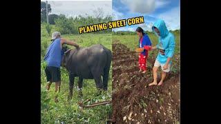 PLANTING SWEET CORN  | ISLA CAMOTES VIBES