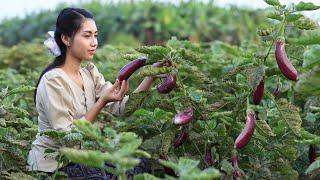 Cooking Eggplants in my homeland - Polin Lifestyle