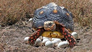 Red-Footed Tortoise laying eggs and cute babies Tortoise hatching