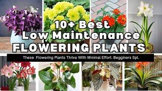 10 Low Maintenance Easiest Indoor Flowering Plant |Flowering Plants thrive Minimal Care /Beginners