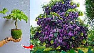 Unique techniques to grow eggplant in papaya yields a lot of fruit | Growing eggplant in papaya