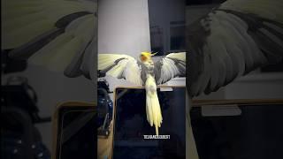 Beautiful Cockatiel Shows Off Huge Wingspan  | Tiel Named Loubert