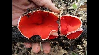 Wild Harvesting Scarlet Elf Cup Mushrooms