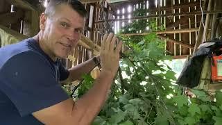 Tree Hay, An Ancient Practice To Feed Your Livestock For Free