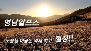 영남알프스[영축산, 신불산, 간월산] 가을의 단풍과 억새의 노래/노을을 머금은 억새꽃들#꼬북부부등산tv