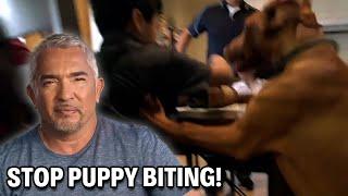 Tips To Get This Vizsla Puppy To Stop Biting | Cesar 911 Season 3, Ep. 5 - Part 2