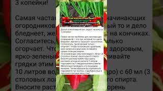 как вырастить хороший урожай зелёного лука?