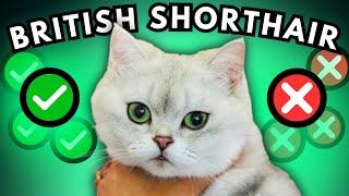 British Shorthair Cat: 2000 Yr Evolution & Perfected Traits Revealed