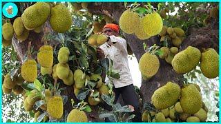 Harvesting And Processing 90 Millions Giant Jackfruit | Modern Agriculture