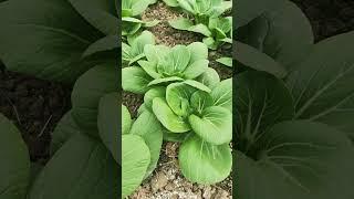 suntoday leaf vegetable  seeds