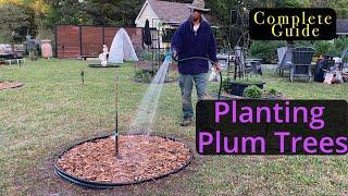 Planting plum trees - complete guide #garden #gardening