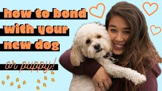 Bonding With Your Dog (10 Tips)