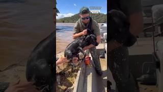 Dog rescued from flooding caused by Helene #shorts