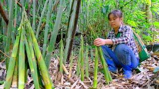 Harvest bamboo shoots in the forest at the end of the season. eat lunch on the farm - Trong and Ton