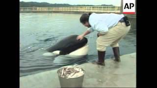 USA: OREGON: KILLER WHALE KEIKO IS DOING WELL IN HIS NEW HOME