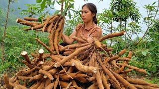 Harvesting Cassava, Process into Food goes to the market sell - Animal care | Tran Thi Huong