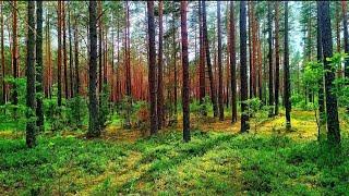 THE HEALING EFFECT OF BIRDS SINGING IN THE SUMMER FOREST WILL HELP THE HEART AND NERVOUS SYSTEM