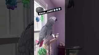 Symon says: Alexa Fart#talkingparrot #birds #africangrey #funny #alexa #ai #parrot #cag #pets