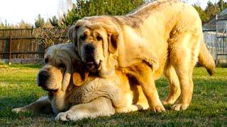 Spanish Mastiff - Top Large Dog Facts You Need To Know!